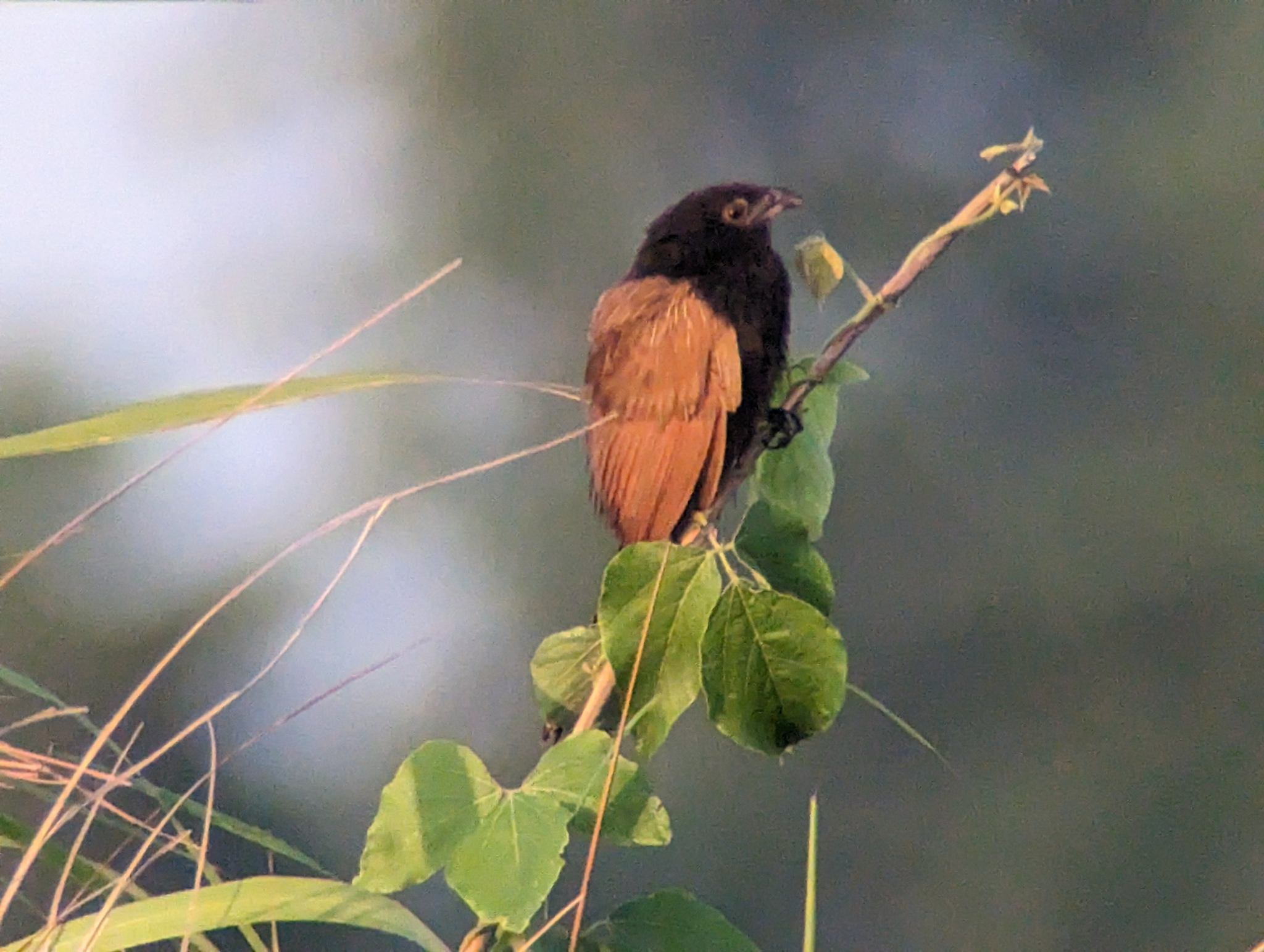 Lesser Coucal (Centropus bengalensis)