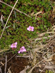 Geranium sibbaldioides elongatum