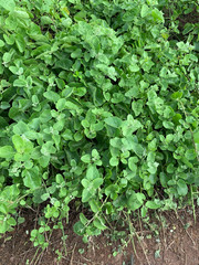 Cryptocarpus pyriformis