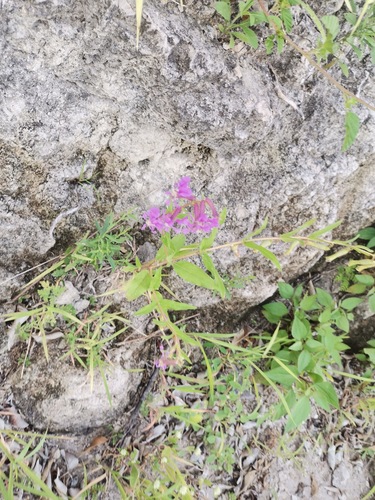 Cuphea procumbens, photograph 5