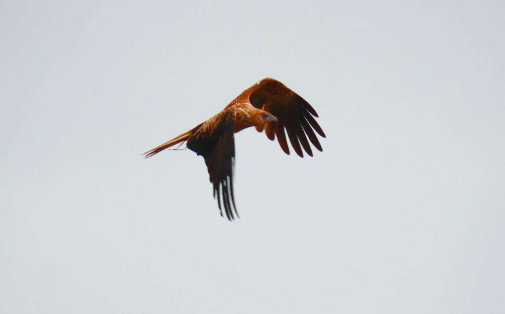 Whistling Kite from Bourail, New Caledonia on August 4, 2023 at 1031