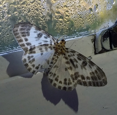 Pogonopygia nigralbata