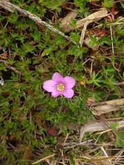 Geranium sibbaldioides elongatum