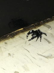 Phidippus audax