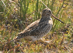 Gallinago magellanica
