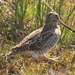 Magellanic Snipe - Photo (c) Damon Tighe, some rights reserved (CC BY-NC), uploaded by Damon Tighe