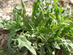 Matthiola parviflora