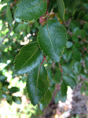 Nothofagus betuloides