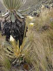 Espeletia congestiflora