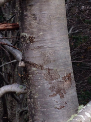 Nothofagus betuloides