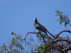 Corythaixoides concolor concolor