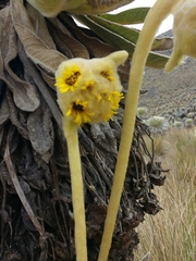 Espeletia congestiflora