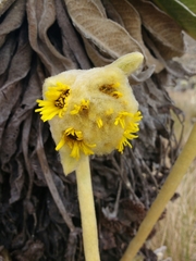 Espeletia congestiflora