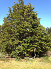 Nothofagus betuloides
