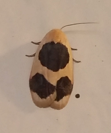 Garudinia