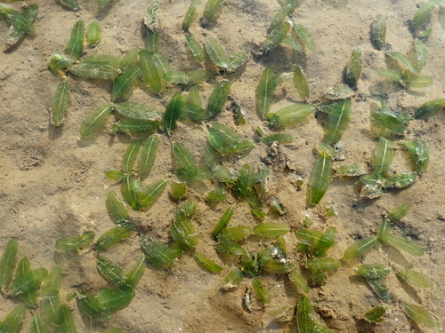 Halophila decipiens