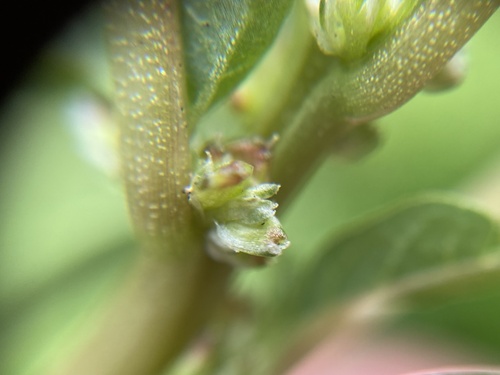 Amaranthus blitum