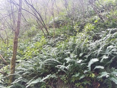 Polypodium plesiosorum