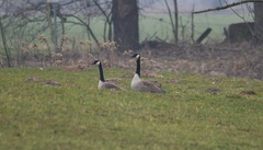 Branta canadensis