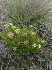 Niphogeton ternata