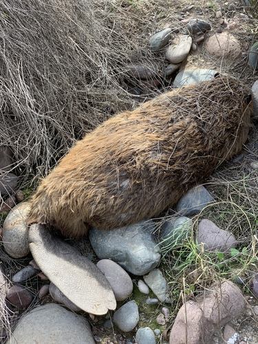 American Beaver photographed in Arizona