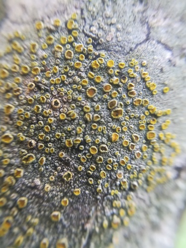 Lecanora fulvastra image