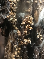 Stictis radiata image