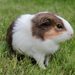 Domestic Guinea Pig - Photo (c) Kacper Aleksander, some rights reserved (CC BY-SA)