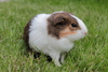 Domestic Guinea Pig - Photo (c) Kacper Aleksander, some rights reserved (CC BY-SA)