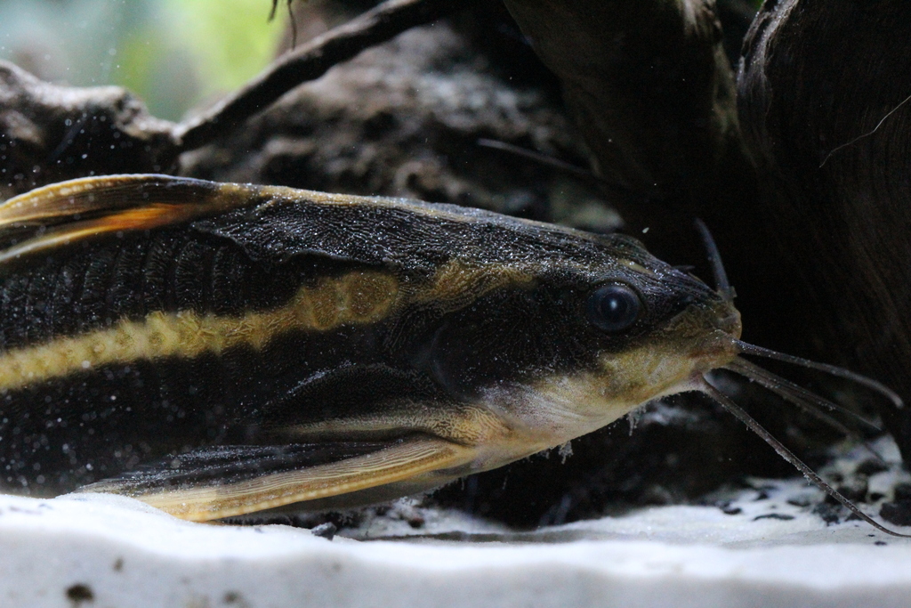 Southern Striped Raphael