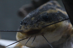 Southern Striped Raphael photo 4