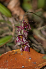 Bulbophyllum oxycalyx var. rubescens image