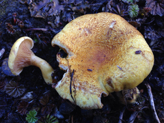 Austropaxillus statuum