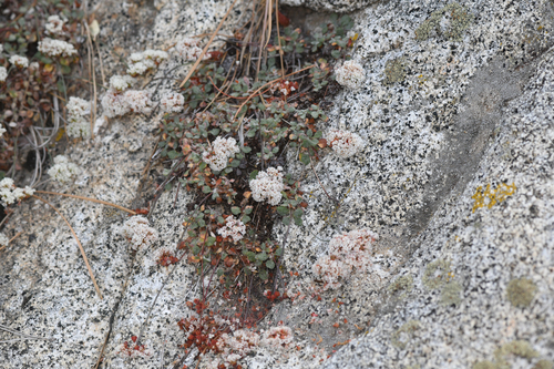 The Needles buckwheat (Eriogonum breedlovei)