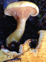 Austropaxillus statuum