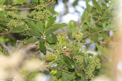 Astropanax monophyllus