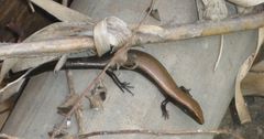 Fuerteventura Skink photo 5