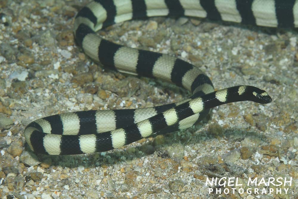 Cogger's Sea Snake