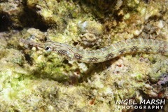 Paxton's Pipefish photo 4