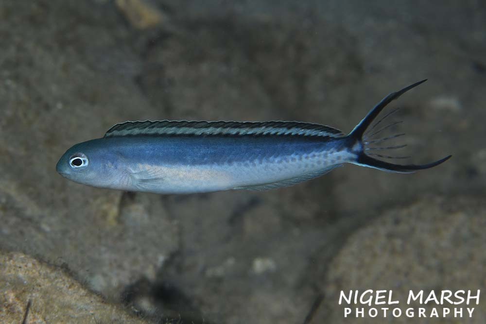 Swallowtail fangblenny (Meiacanthus procne) — Blenniidae