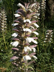 Acanthus spinosus