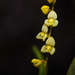 Leach Orchids - Photo (c) gustavopisso, some rights reserved (CC BY-NC)