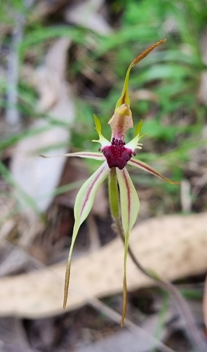 Image of Caladenia parva by no rights reserved