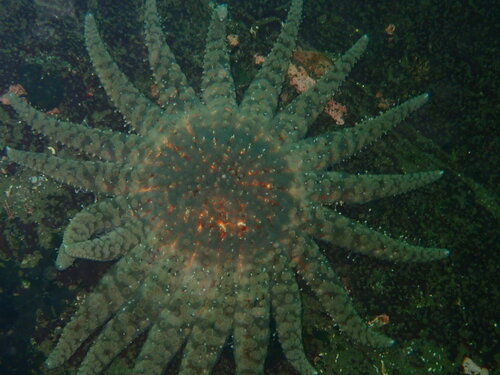 Sunflower Sea Star, photo 2 of 10