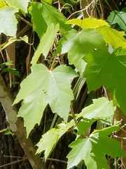 Acer rubrum image