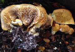Austropaxillus statuum