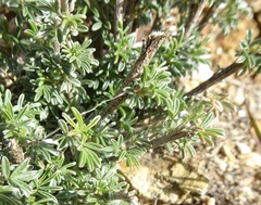 Dalea pulchra