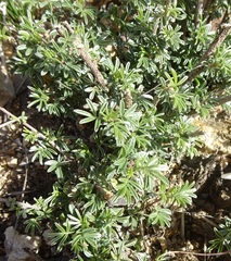 Dalea pulchra