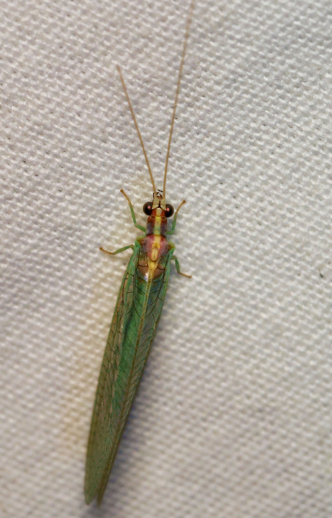 Meleoma schwarzi