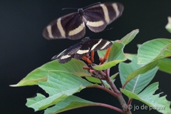 Heliconius pachinus